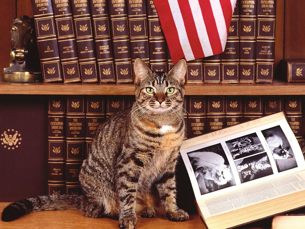 Feline Research, Domestic Short Hair Patch Tabby